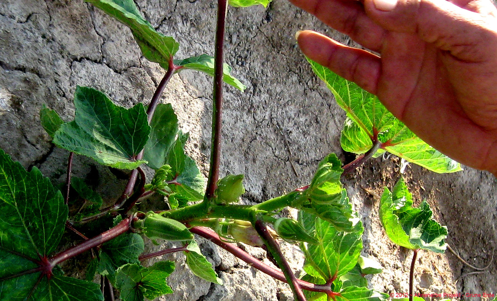 Lady Finger planting 24a